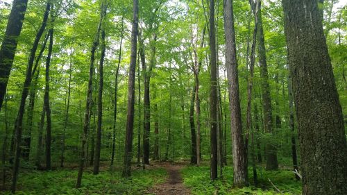 A lush green forest with tall trees and a dirt path winding through the vibrant foliage.