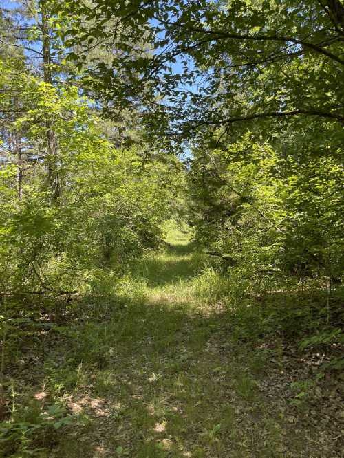 A sunlit path through lush green trees and foliage, leading into a serene forest.