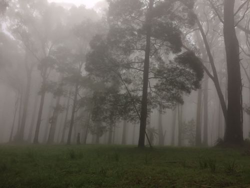 A misty forest scene with tall trees partially obscured by fog, creating a mysterious and serene atmosphere.