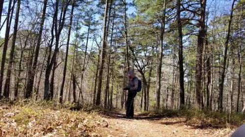 A person stands on a forest trail surrounded by tall trees and sunlight filtering through the branches.