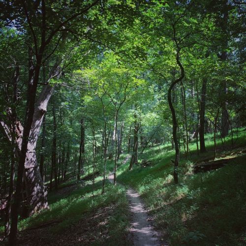 A serene forest path surrounded by lush green trees and dappled sunlight filtering through the leaves.