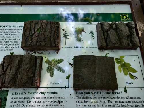 Close-up of a sign displaying tree bark samples: Hemlock, White Pine, and Beech, with information about each tree.