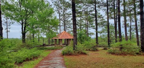 A stone gazebo with a tiled roof surrounded by tall pine trees and lush greenery on a cloudy day.