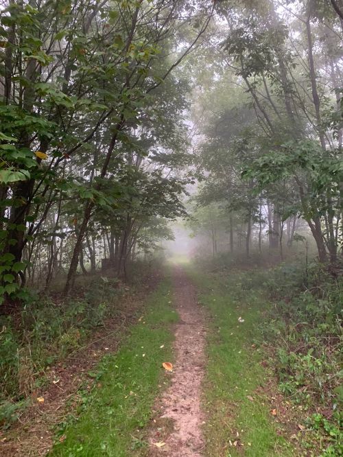 A misty forest path surrounded by trees, leading into a foggy distance.