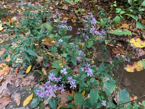 A cluster of purple flowers surrounded by green leaves and fallen autumn leaves on the ground.