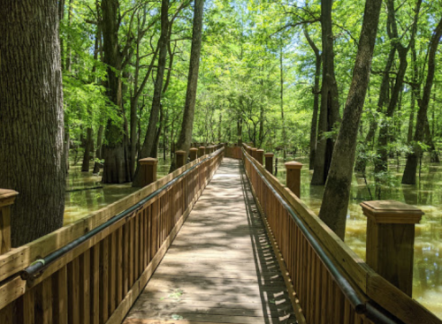A wooden boardwalk winding through a lush, green forest with waterlogged ground and tall trees.