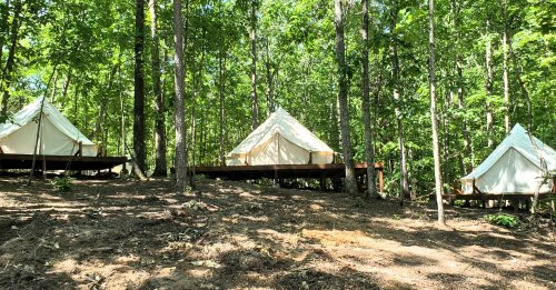 Three white canvas tents on wooden platforms nestled among lush green trees in a forested area.