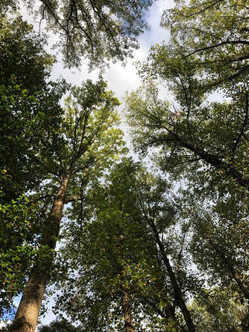 Looking up at tall trees with lush green leaves against a bright sky.