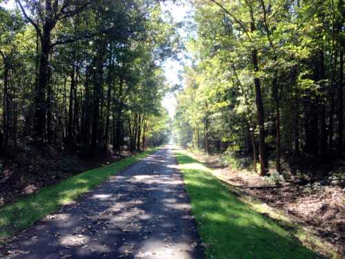 A serene, tree-lined path stretches through a lush green forest under a clear blue sky.