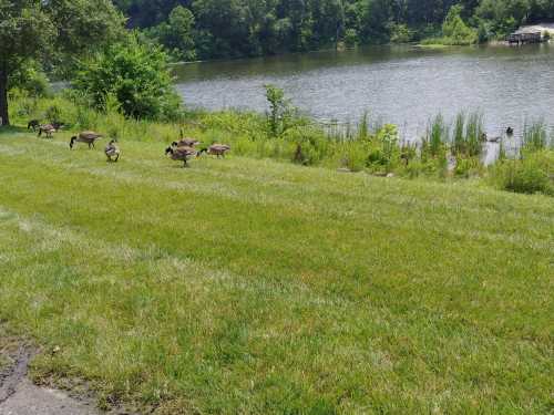 A group of geese walking along a grassy area by a calm lake surrounded by trees and greenery.