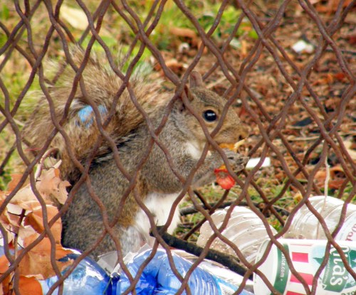 A squirrel eating a piece of food among discarded plastic bottles and leaves, seen through a chain-link fence.