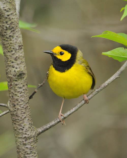A small, vibrant yellow bird with a black cap perched on a branch, surrounded by green foliage.