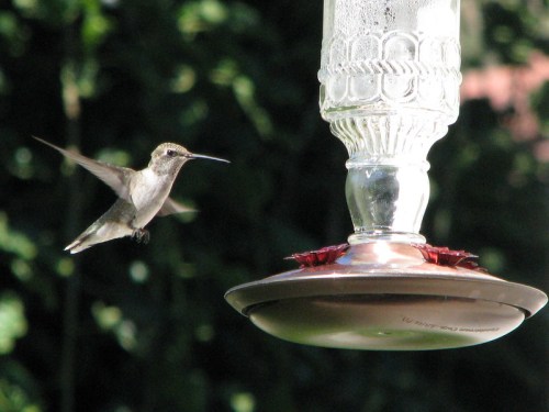 A hummingbird hovers near a glass feeder filled with nectar, surrounded by green foliage.