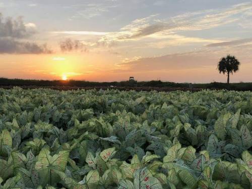 A vibrant sunset over a field of lush green leaves, with a palm tree silhouetted in the background.