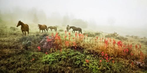 Horses grazing in a misty field, surrounded by vibrant red flowers and a soft, foggy landscape.