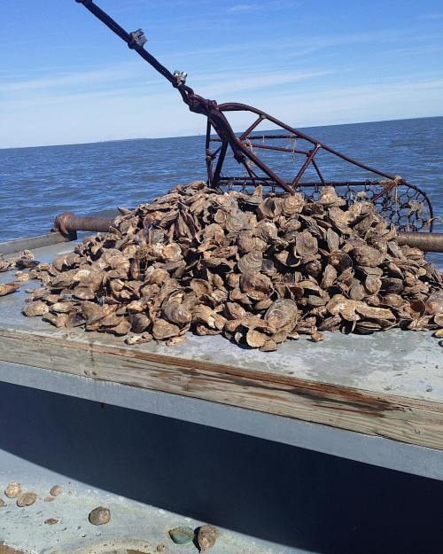A large pile of oysters on a boat deck, with water and a clear sky in the background.