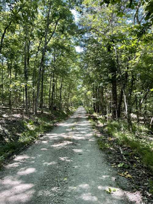 A dirt path stretches through a lush green forest, surrounded by tall trees and dappled sunlight.