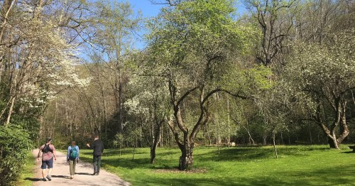Three people walk along a path in a lush green park, surrounded by blooming trees and clear blue skies.
