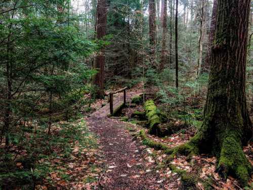 A serene forest path winding through tall trees, with a small wooden bridge and moss-covered logs.