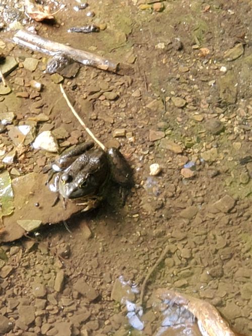 A frog resting on a leaf in shallow water, surrounded by pebbles and twigs.