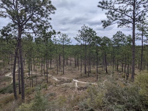 A view of a forest with tall pine trees and a winding dirt path through the underbrush under a cloudy sky.