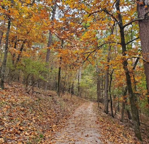 A winding dirt path through a forest with vibrant autumn leaves and trees lining the sides.