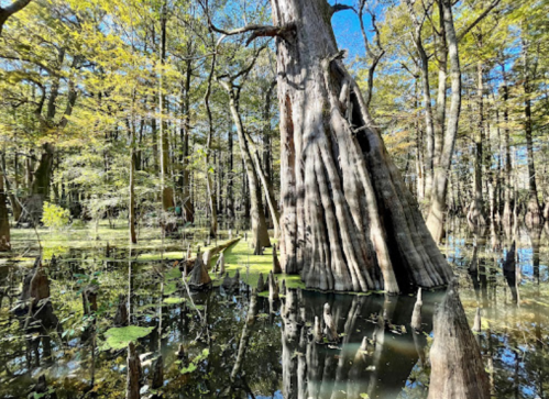 A serene swamp scene with tall cypress trees reflected in still water, surrounded by lush greenery and blue sky.