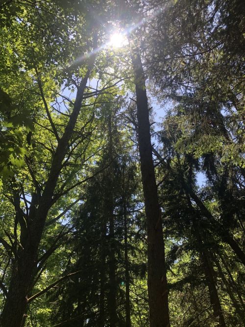 Sunlight filters through tall trees in a lush green forest, creating a serene and tranquil atmosphere.