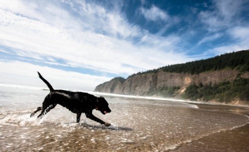 A black dog runs playfully along a sandy beach with waves and cliffs in the background under a blue sky.