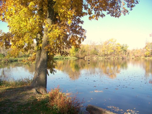 A serene lake surrounded by trees with autumn foliage, reflecting the colorful leaves on a clear day.