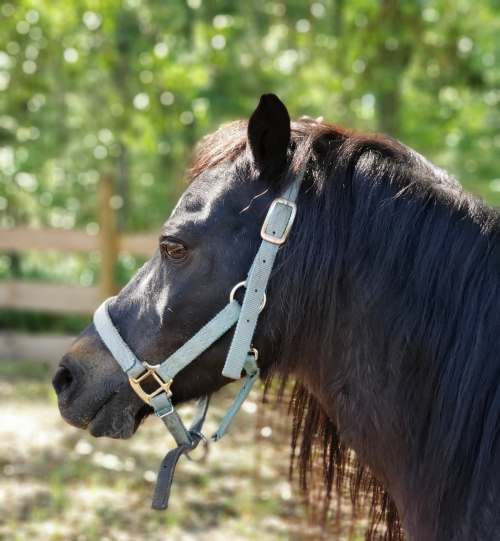 A close-up profile of a horse with a black mane, wearing a light blue halter, set against a blurred green background.
