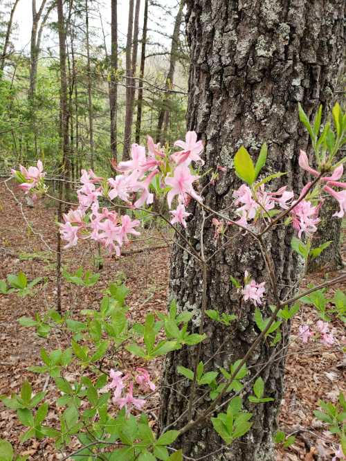 Pink flowers bloom on a tree trunk, surrounded by green leaves and a forest backdrop.