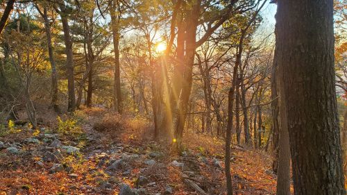 Sunlight filters through trees in a forest, illuminating autumn foliage and rocky ground.