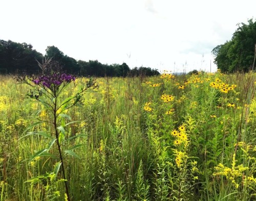 A vibrant field filled with yellow and purple wildflowers under a cloudy sky, surrounded by lush green grass.