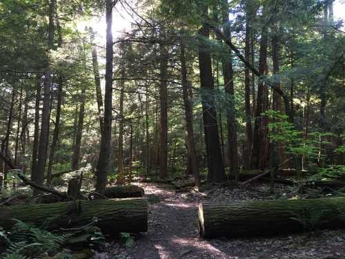 A serene forest scene with tall trees, sunlight filtering through the leaves, and fallen logs along a dirt path.