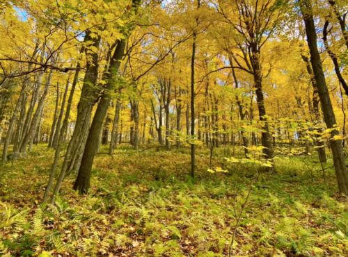 A vibrant forest scene with tall trees and bright yellow leaves, surrounded by lush green ferns on the forest floor.