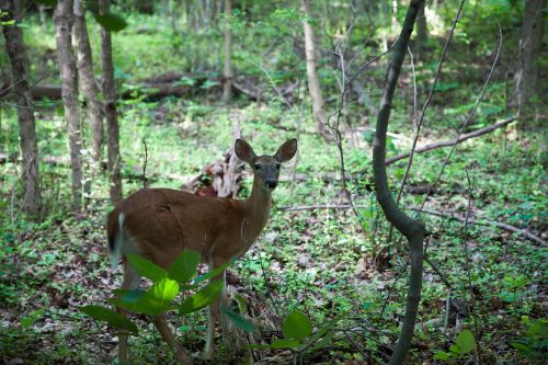 A deer stands in a lush green forest, surrounded by trees and underbrush, looking curiously at the viewer.