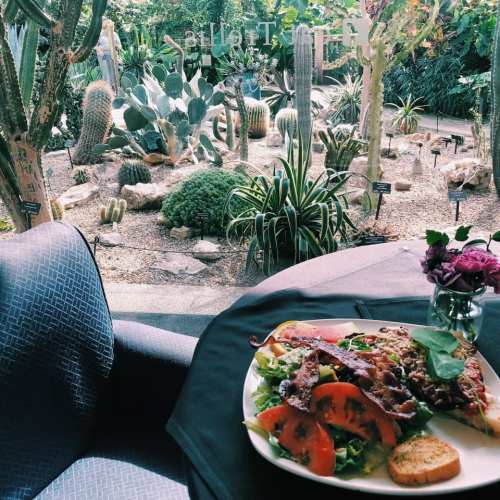 A table set for a meal with a colorful salad and grilled meat, surrounded by a lush cactus garden.