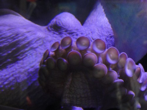 A close-up of an octopus with visible tentacles and a textured body, illuminated in shades of purple.