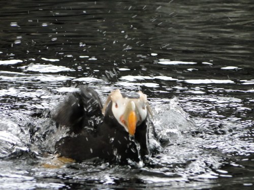 A puffin splashes in the water, creating ripples and droplets around it.