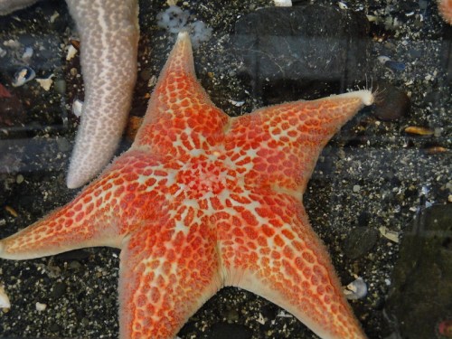 A vibrant orange starfish with intricate patterns rests on a sandy ocean floor, surrounded by small shells.