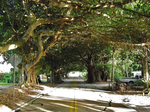 A serene road lined with lush trees creating a natural canopy overhead, casting dappled sunlight on the pavement.