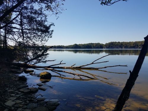 A serene lake scene with calm water, trees, and a fallen branch along the shore under a clear blue sky.