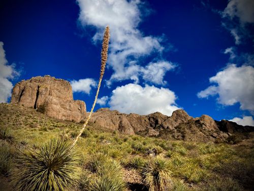 A tall plant stands in the foreground with rocky mountains and a blue sky with clouds in the background.