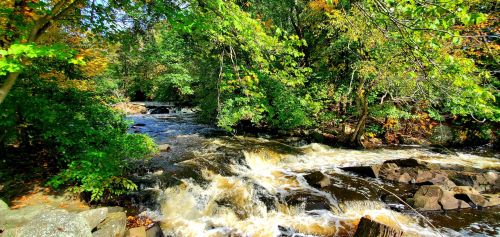 A serene river flows through a lush green forest, with rocks and vibrant autumn foliage lining the banks.