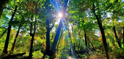 Sunlight filters through lush green trees in a vibrant forest, creating a serene and picturesque natural scene.