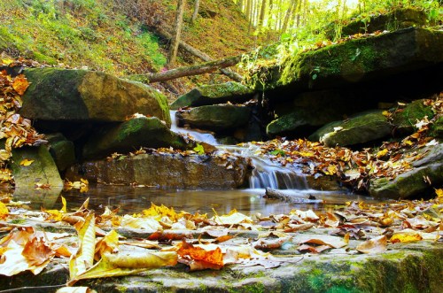 A serene stream flows over rocks, surrounded by autumn leaves and lush greenery in a peaceful forest setting.