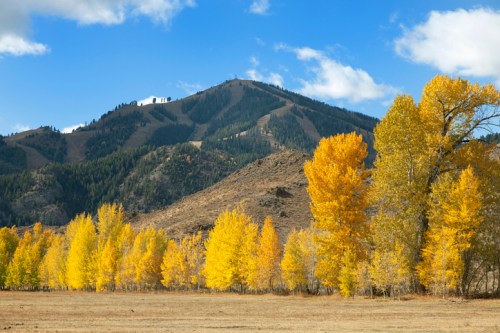 A scenic landscape featuring vibrant yellow trees in the foreground, with a mountain and blue sky in the background.