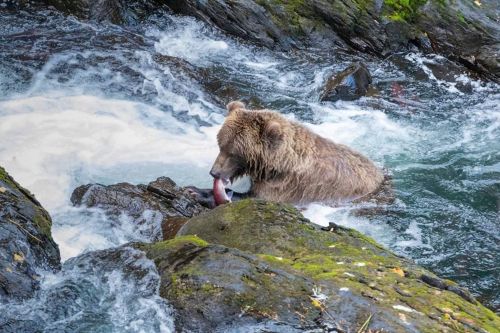 A bear stands in a river, holding a fish in its mouth, surrounded by rushing water and rocky terrain.