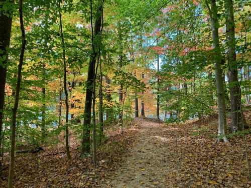 A winding dirt path through a vibrant forest with colorful autumn leaves and tall trees.